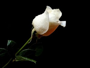 Gotas de rocío en una bella rosa blanca