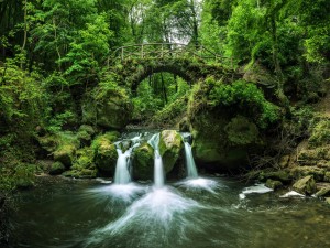 Puente de piedra cubierto de plantas verdes sobre un río