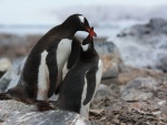 Dos pingüinos sobre unas piedras