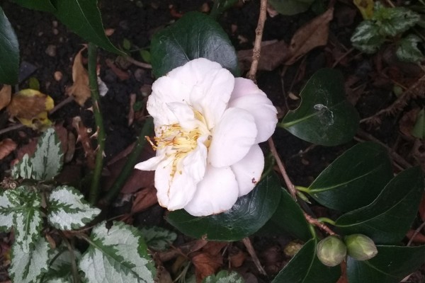 Camelia marchitándose en la planta