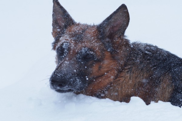 Perro hundido en la nieve