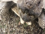 La boca de una gran tortuga