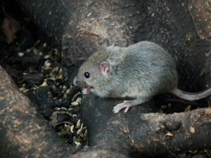 Ratón buscando semillas entre las raíces de un árbol