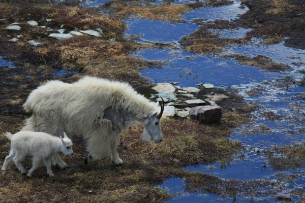Pequeña cabra blanca junto a su madre