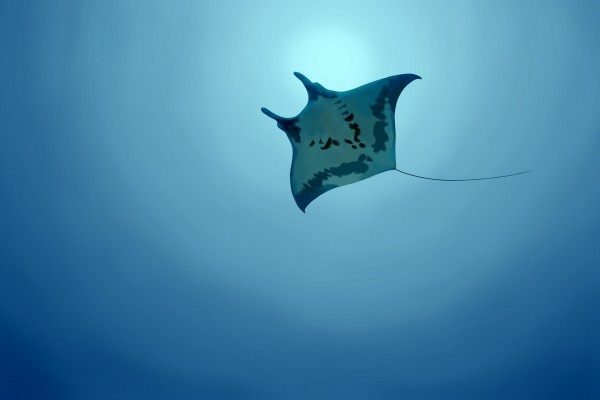 Manta raya nadando cerca de la superficie