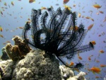 Peces nadando junto un lirio de mar negro (Comaster schlegelii)