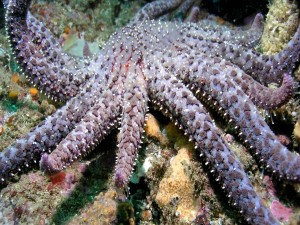 Estrella girasol en el fondo marino (Pycnopodia helianthoides)