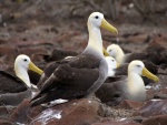 Albatros de las Galápagos