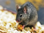 Ratón con una semilla entre sus patas delanteras