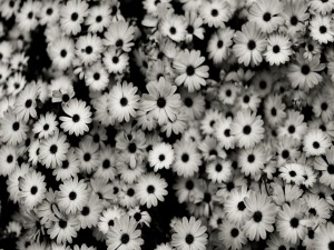 Flores en blanco y negro