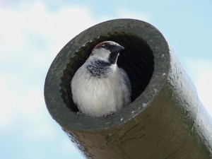 Pájaro en la boca de un cañón