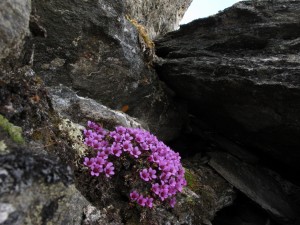 Flores creciendo en unas rocas