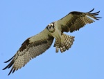 Águila pescadora en vuelo