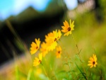 Flores con brillantes pétalos amarillos