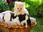 Un gatito y un perrito en una cesta