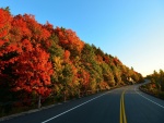 Árboles en otoño junto a una carretera