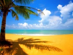 La sombra de una palmera sobre la arena de la playa