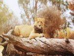 Joven león tumbado en un tronco
