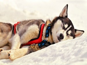 Postal: Husky dormido sobre la nieve