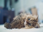 Gato tumbado sobre una alfombra blanca