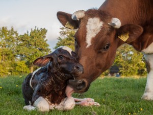 Ternero recién nacido de una vaca frisona