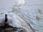 Tres osos polares acercándose a un submarino