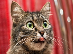 Un gato con la lengua fuera