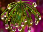 Gotas de agua en lo extremos de una flor
