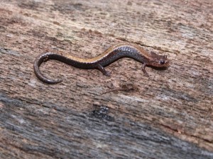 Salamandra sobre una madera
