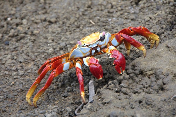 Un bonito cangrejo caminando