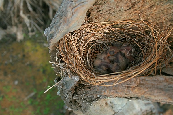 Pájaros recién nacidos en el nido