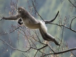 Mono saltando de rama en rama