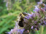 Polen sobre una abeja recolectora