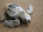 Pequeña tortuga marina caminando sobre la arena