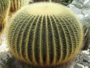 Asiento de suegra (Echinocactus grusonii)