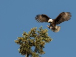 Águila posándose en lo alto de un pino