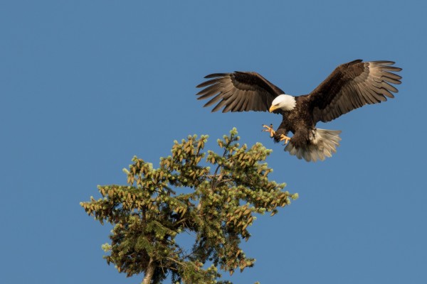 Águila posándose en lo alto de un pino