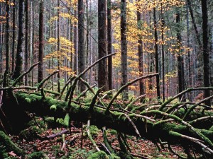 Árboles caídos en el interior de un bosque