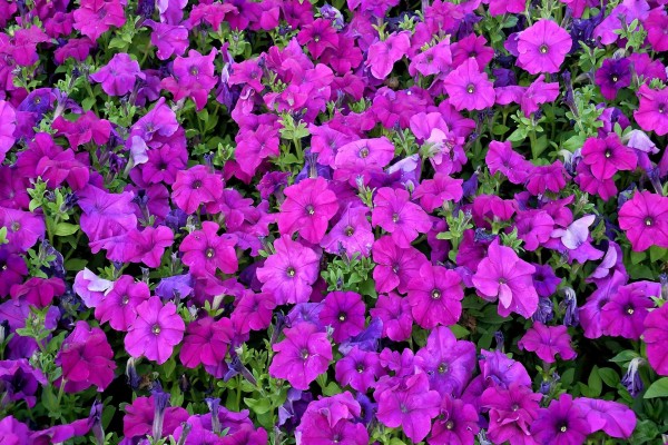 Varias petunias de color púrpura