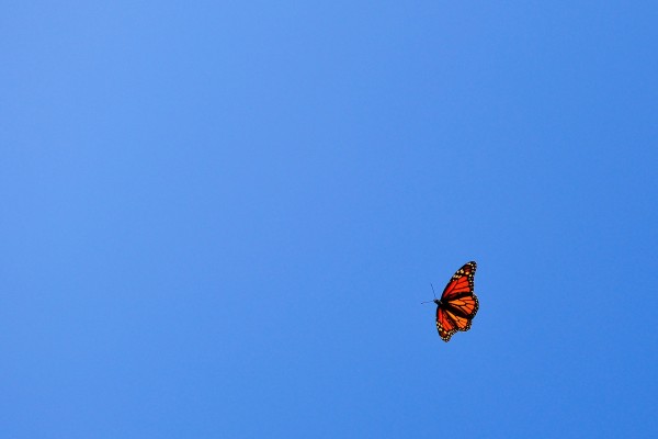 Mariposa volando en un cielo azul