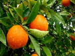 Naranjo cubierto de agua y naranjas