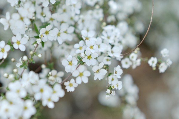 Florecillas blancas en las ramas