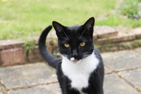 Un bonito gato negro con manchas blancas