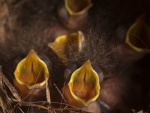 Pajaritos con los picos abiertos en el nido
