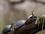 Mariposas posadas en las cabezas de unas tortugas