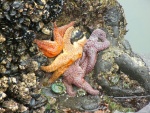 Estrellas de mar pegadas a una roca al bajar la marea