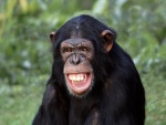 Un simpático chimpancé