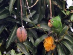 Loro en un árbol frutal