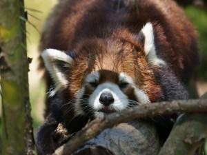 Panda rojo adormilado en una rama