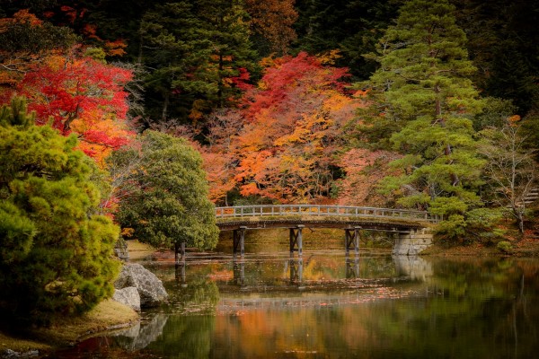 Bonitos árboles otoñales junto a un puente